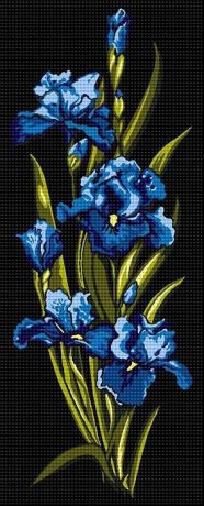Iris