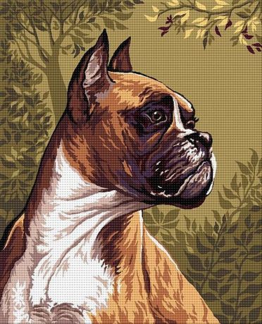 Boxer
